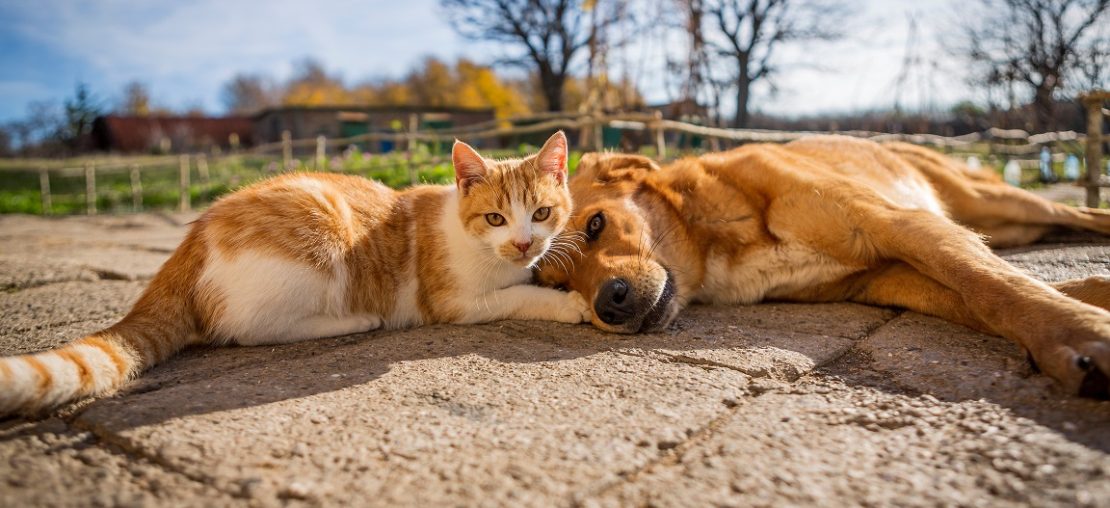 Abertas inscrições para Castração de cães e gatos em São Roque