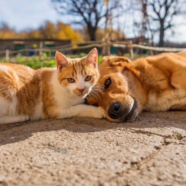 Abertas inscrições para Castração de cães e gatos em São Roque